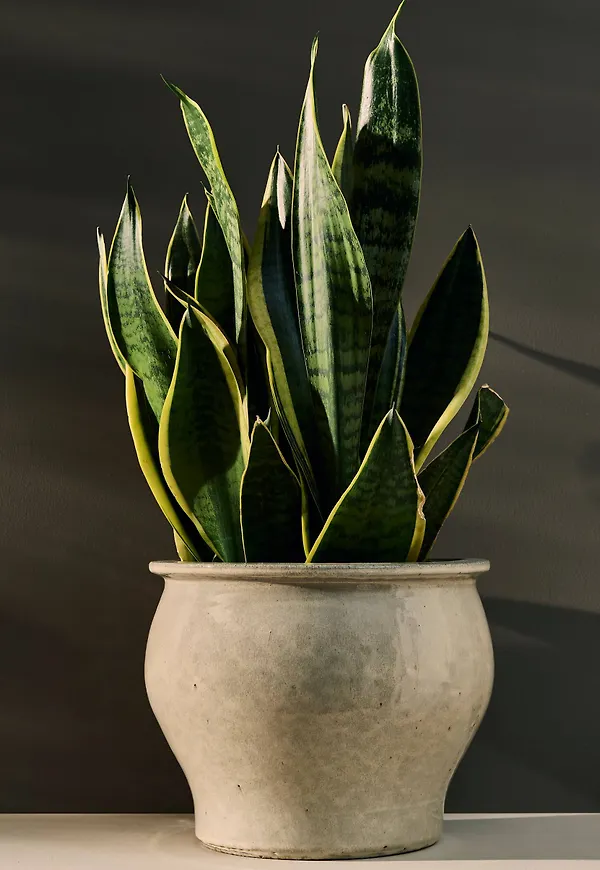 Vacker beige kruka 2025 från Ellos.