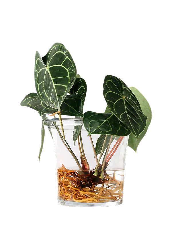 Vacker blomkruka 2025 från HKliving.