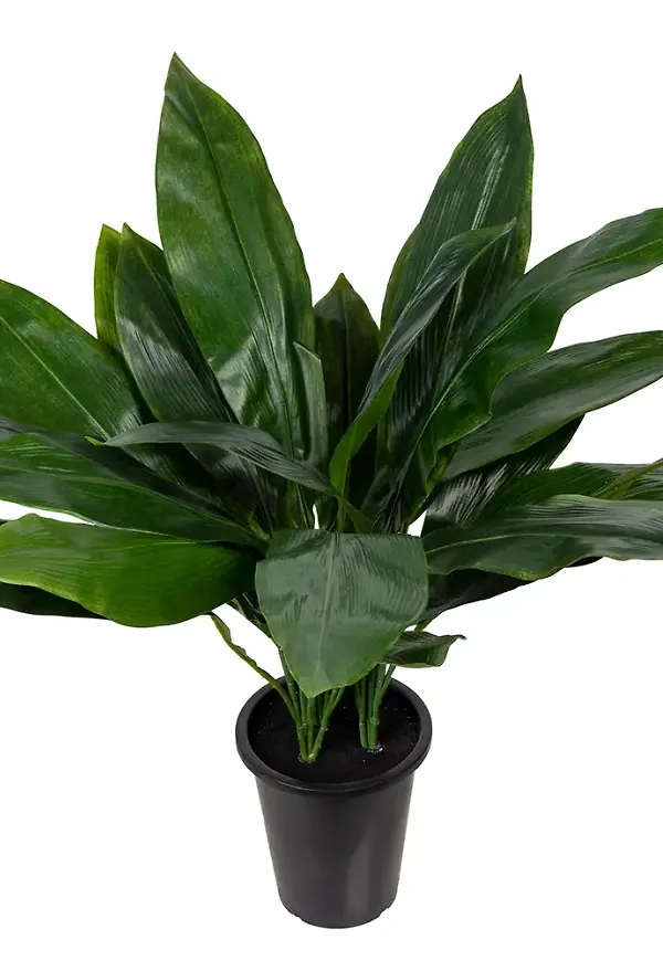 Riktigt trendig konstväxt 2026 från Mr Plant.