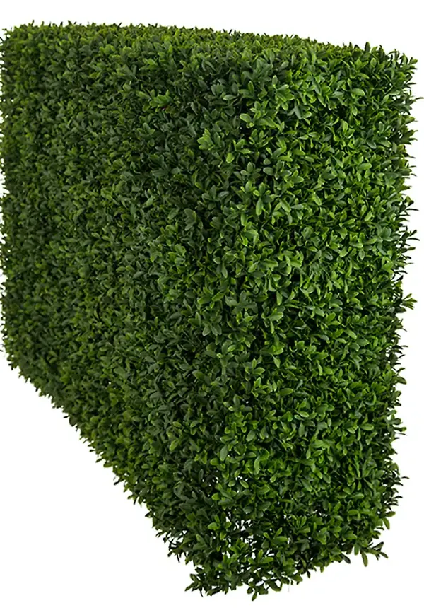 Söt konstväxt 2026 från Mr Plant.