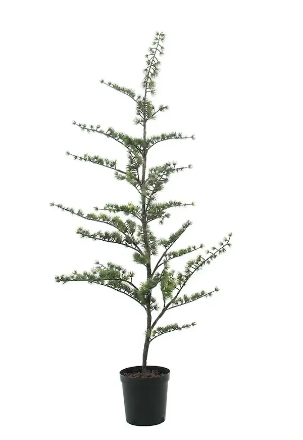 Trendig konstväxt 2026 från Mr Plant.