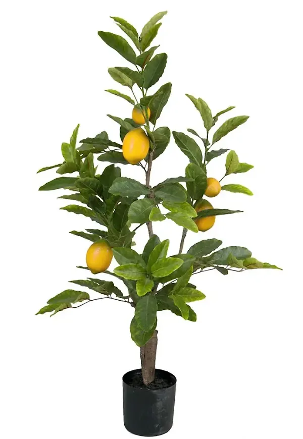 Otroligt snygg konstväxt 2026 från Mr Plant.