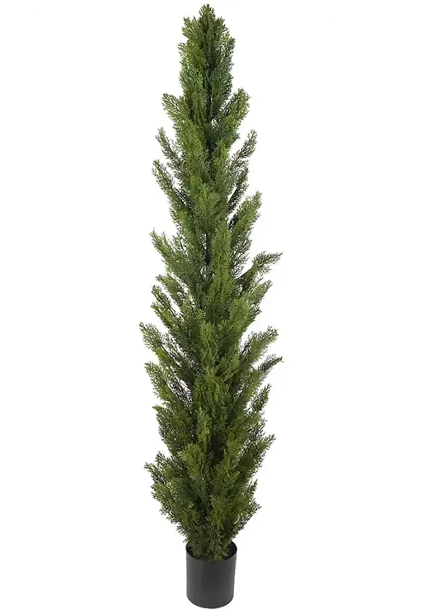 Skön konstväxt 2026 från Mr Plant.