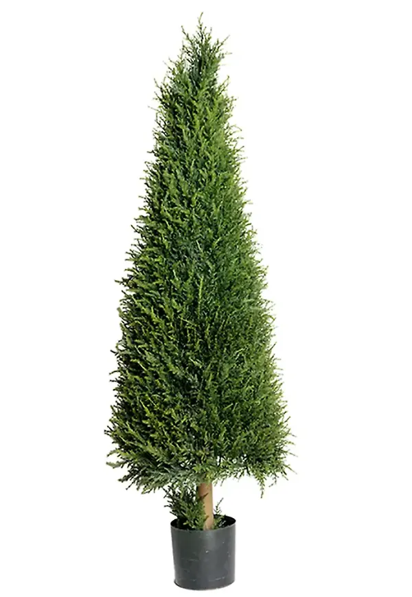 Ikonisk konstväxt 2026 från Mr Plant.