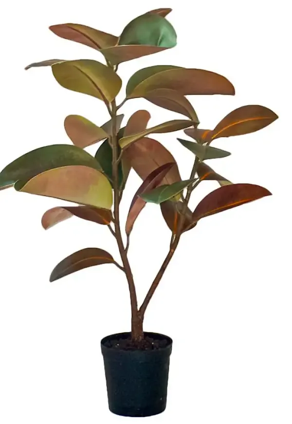 Snygg konstväxt 2026 från Mr Plant.