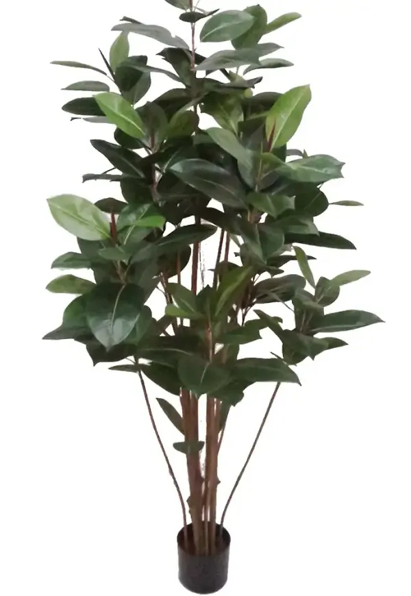 Söt konstväxt 2026 från Mr Plant.
