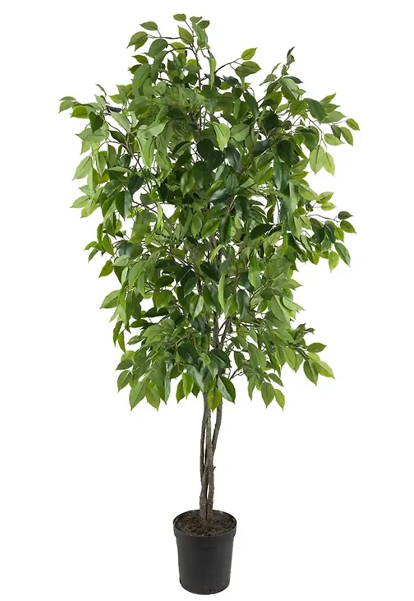 Moderiktig konstväxt 2026 från Mr Plant.