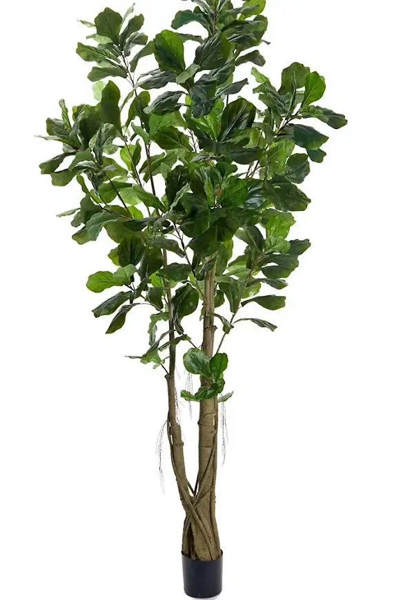 Skön konstväxt 2026 från Mr Plant.