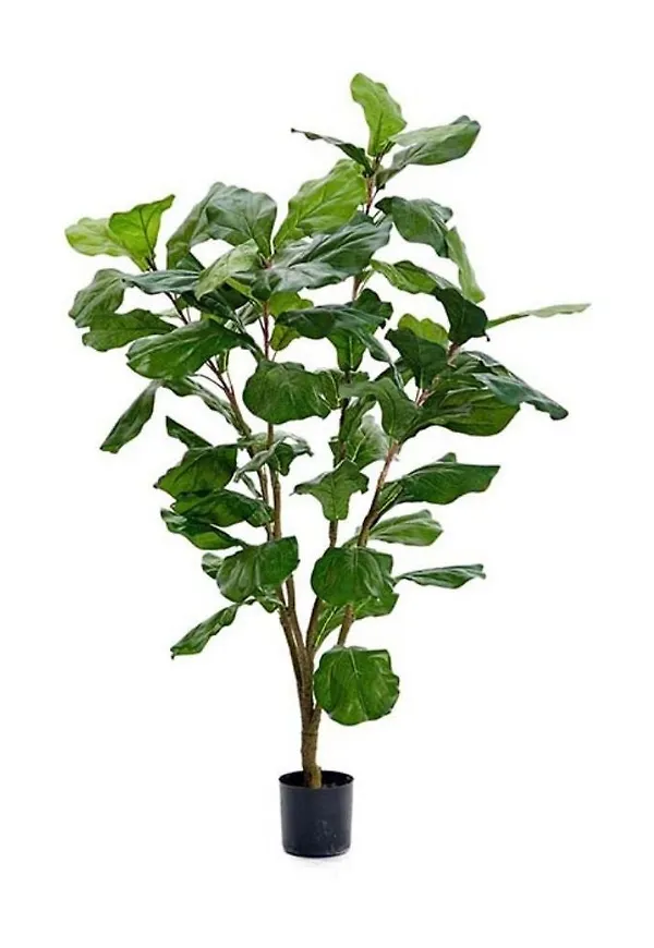 Söt konstväxt 2026 från Mr Plant.