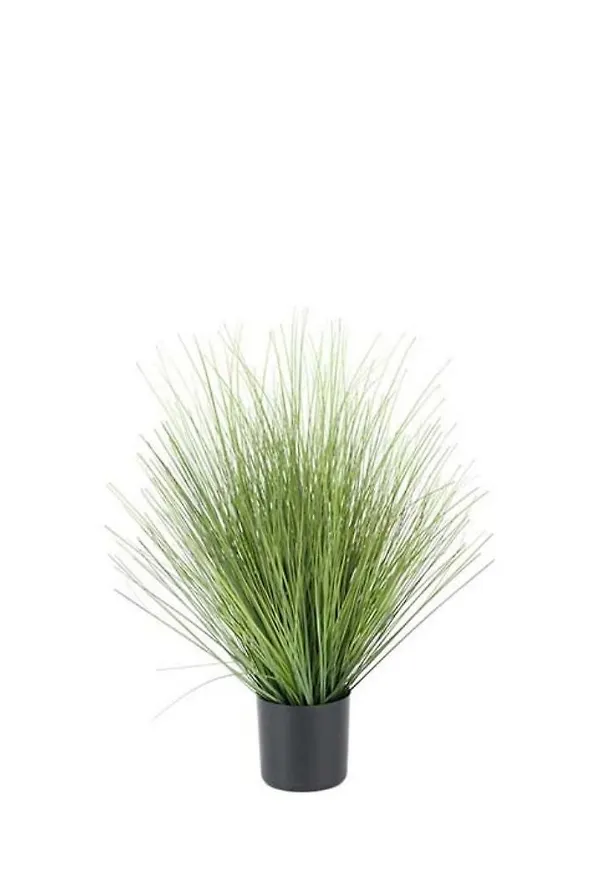 Exklusiv konstväxt 2026 från Mr Plant.
