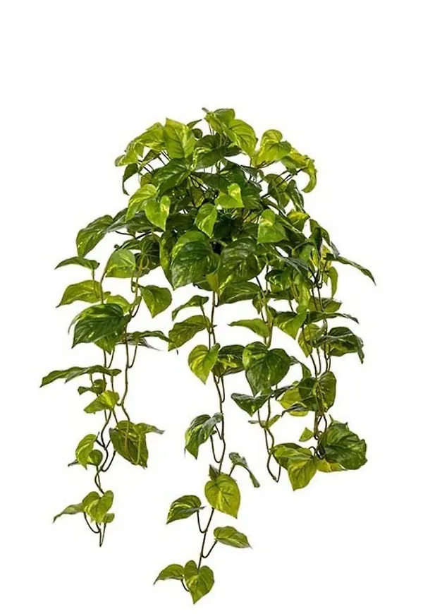 Snygg konstväxt 2026 från Mr Plant.