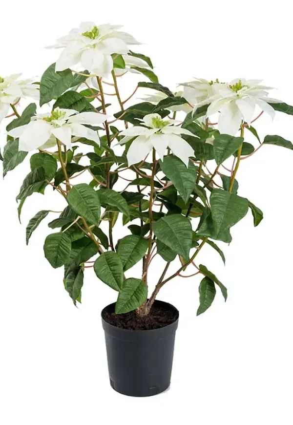 Söt konstväxt 2026 från Mr Plant.