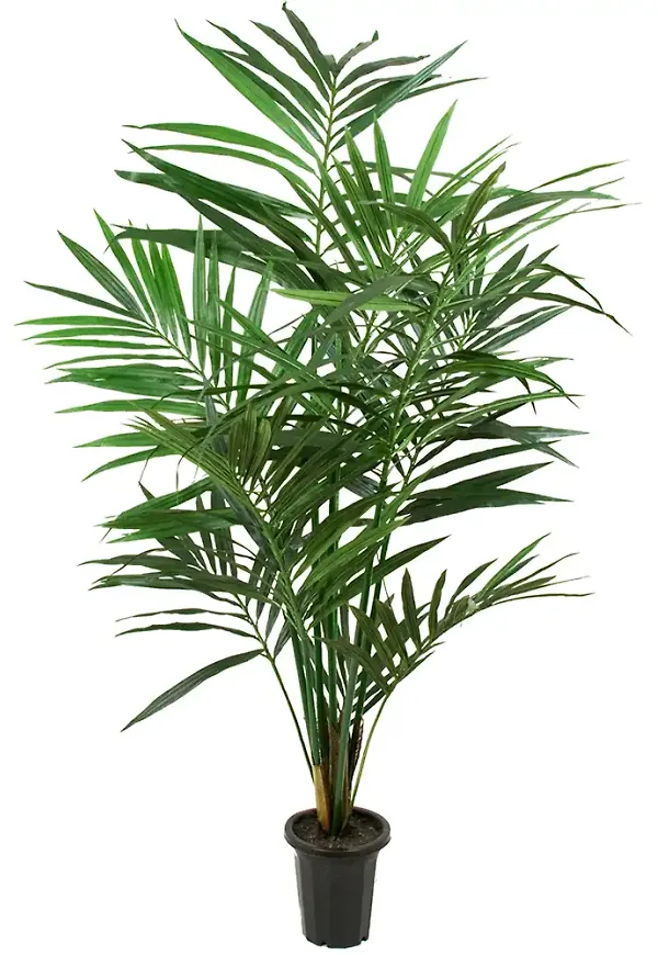 Trendig konstväxt 2026 från Mr Plant.