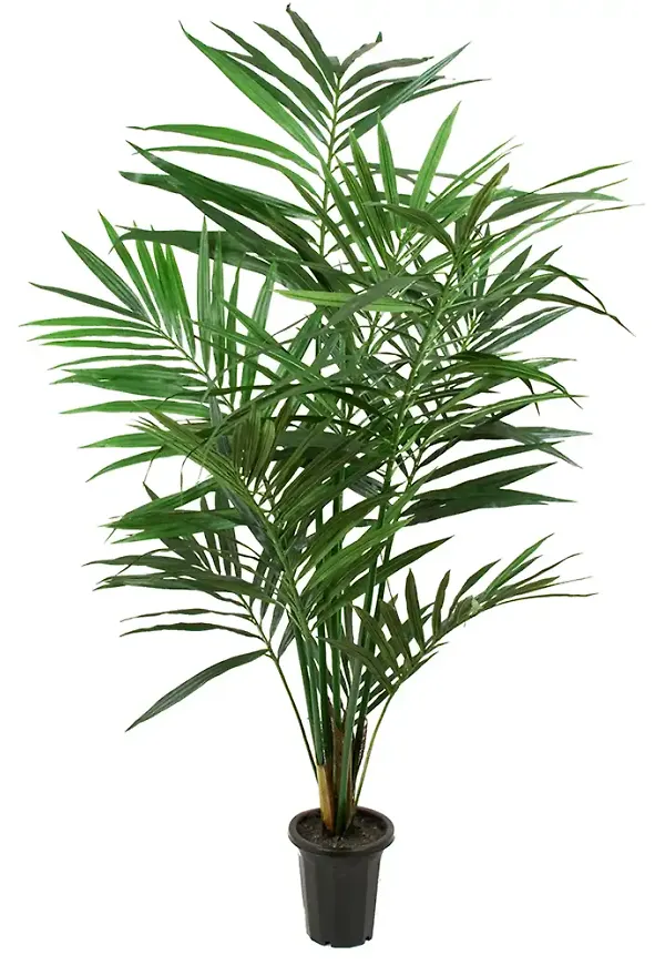 Fantastiskt snygg konstväxt 2026 från Mr Plant.