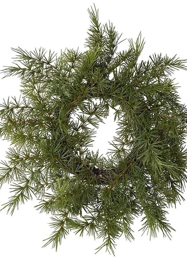 Stilriktig konstväxt 2026 från Mr Plant.