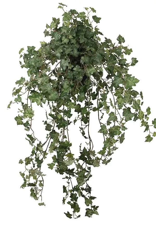 Modern konstväxt 2026 från Mr Plant.
