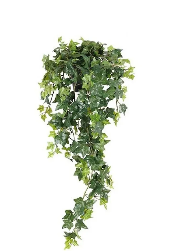 Klassisk konstväxt 2026 från Mr Plant.