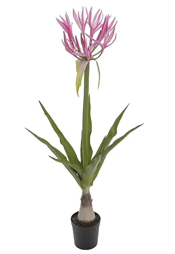 Riktigt trendig konstväxt 2026 från Mr Plant.
