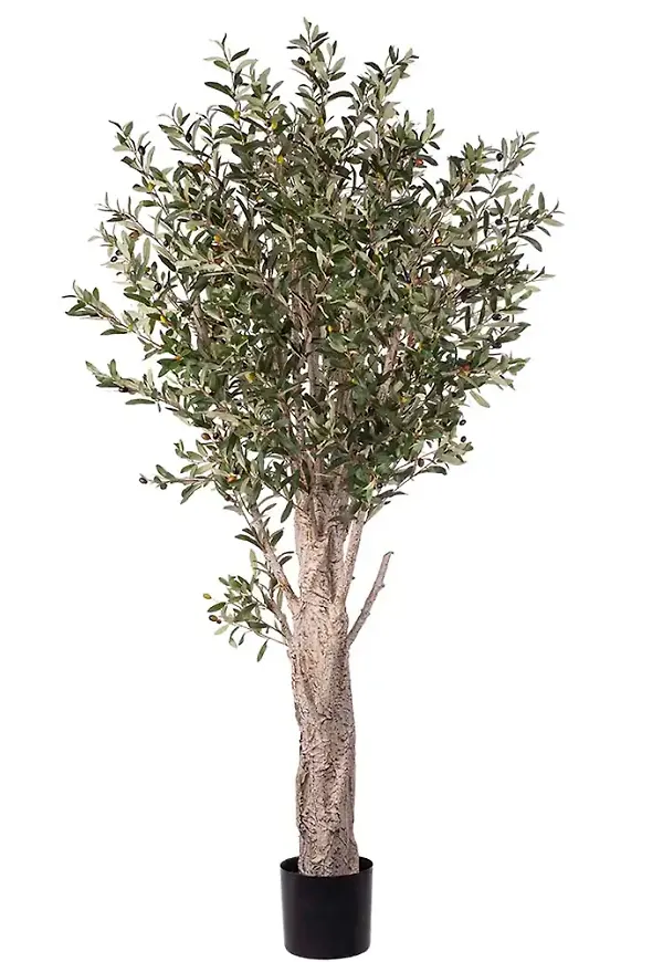 Fantastiskt fin konstväxt 2026 från Mr Plant.