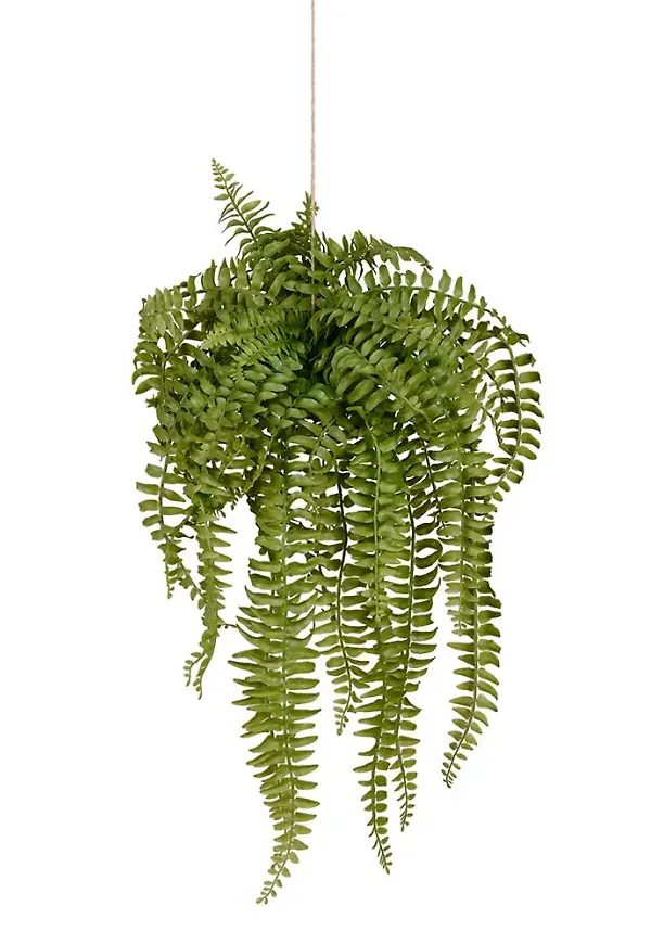 Jättesnygg konstväxt 2026 från Mr Plant.