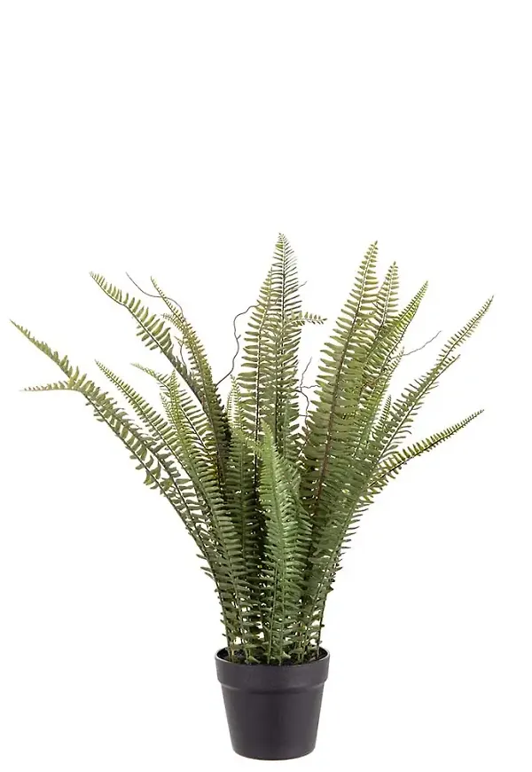 Fin konstväxt 2026 från Mr Plant.