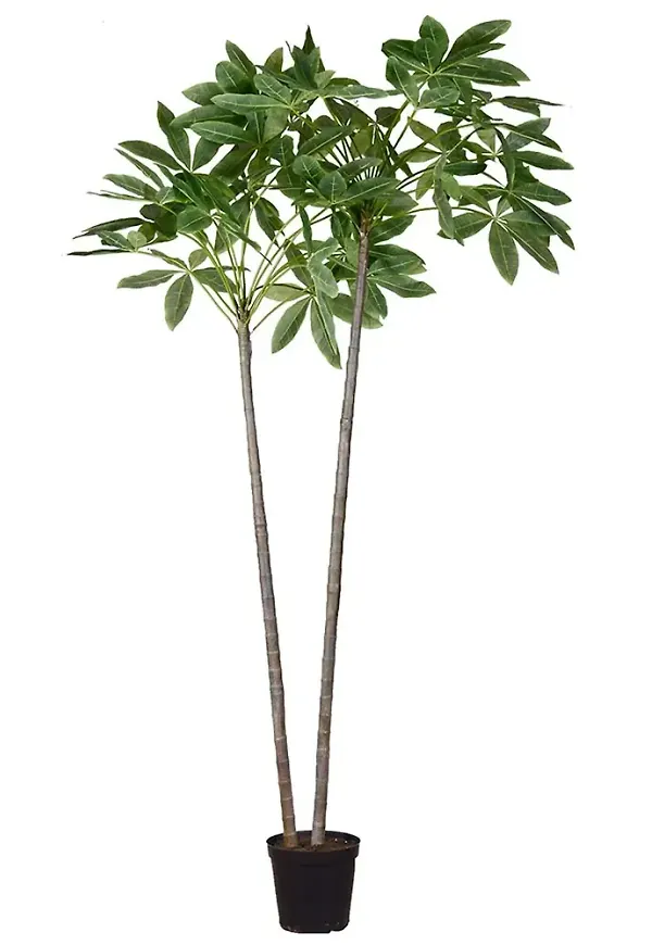 Ikonisk konstväxt 2026 från Mr Plant.