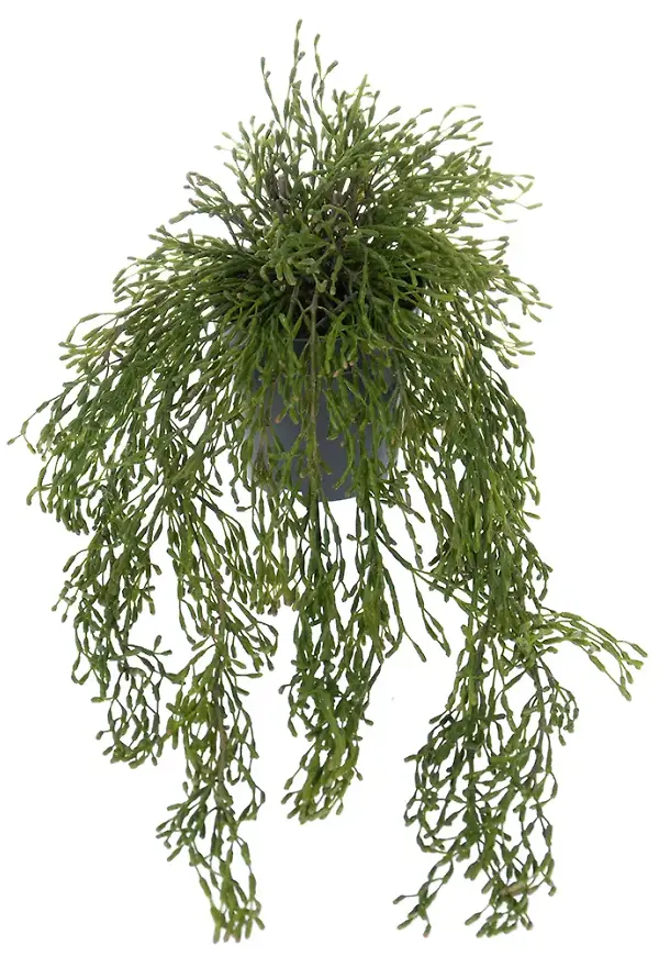 Söt konstgjord växt 2026 från Mr Plant.
