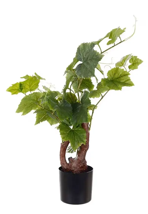 Modern konstväxt 2026 från Mr Plant.